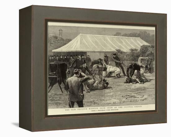 The Old English Mastiff Club Show at the Crystal Palace-null-Framed Premier Image Canvas