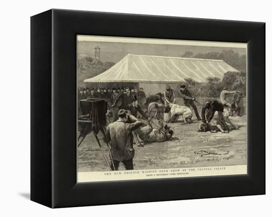 The Old English Mastiff Club Show at the Crystal Palace-null-Framed Premier Image Canvas