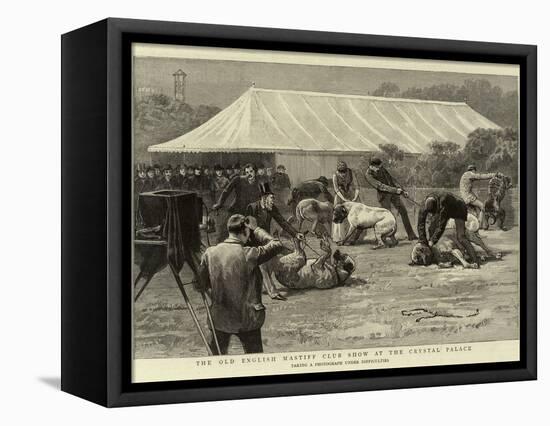 The Old English Mastiff Club Show at the Crystal Palace-null-Framed Premier Image Canvas