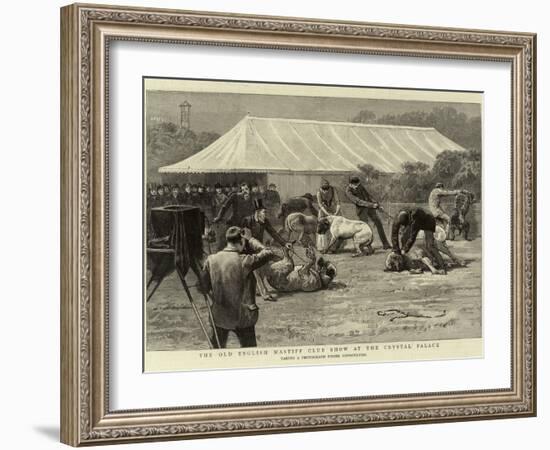 The Old English Mastiff Club Show at the Crystal Palace-null-Framed Giclee Print