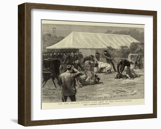 The Old English Mastiff Club Show at the Crystal Palace-null-Framed Giclee Print