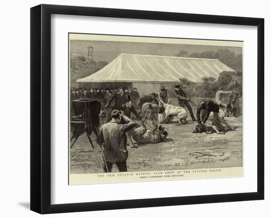 The Old English Mastiff Club Show at the Crystal Palace-null-Framed Giclee Print