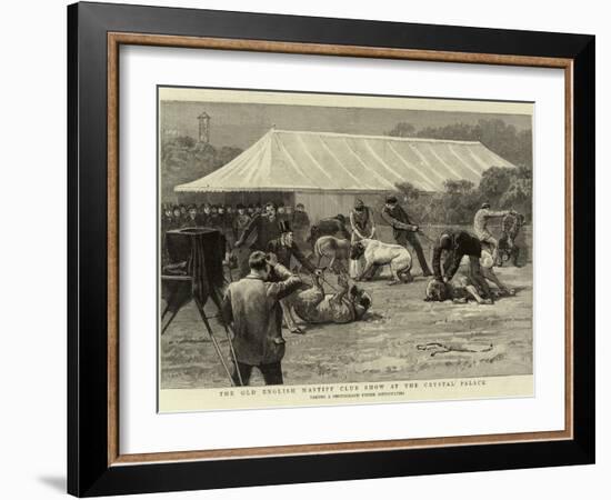 The Old English Mastiff Club Show at the Crystal Palace-null-Framed Giclee Print