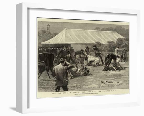 The Old English Mastiff Club Show at the Crystal Palace-null-Framed Giclee Print