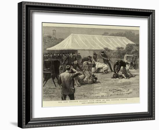 The Old English Mastiff Club Show at the Crystal Palace-null-Framed Giclee Print