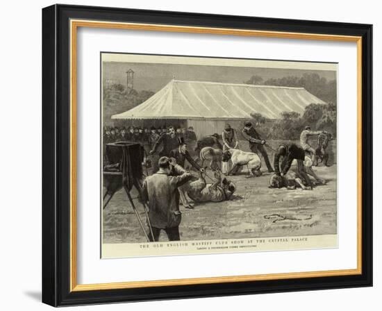 The Old English Mastiff Club Show at the Crystal Palace-null-Framed Giclee Print