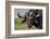 The Old Fighter-Piet Flour-Framed Photographic Print