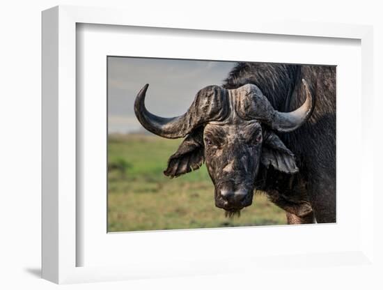 The Old Fighter-Piet Flour-Framed Photographic Print