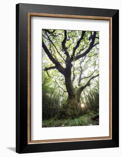 The Old King-Philippe Manguin-Framed Photographic Print