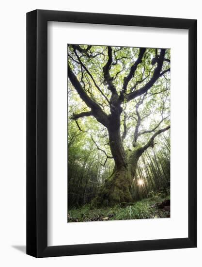The Old King-Philippe Manguin-Framed Photographic Print
