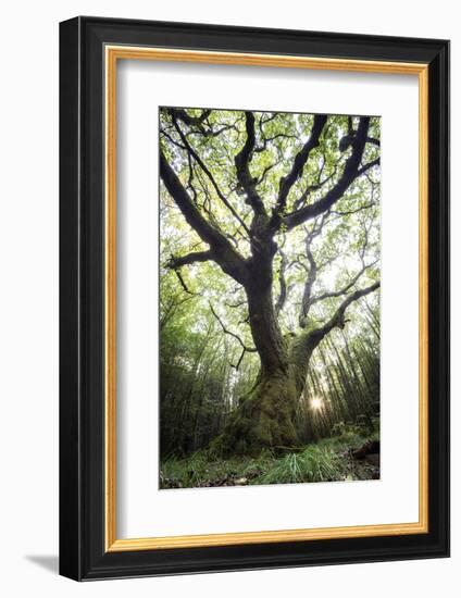 The Old King-Philippe Manguin-Framed Photographic Print