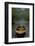 The Old Lake-Carlos Casamayor-Framed Giclee Print