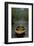 The Old Lake-Carlos Casamayor-Framed Art Print