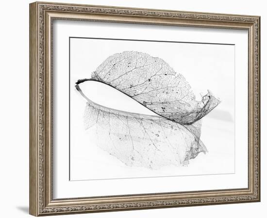 The Old Leaf-Katarina Holmström-Framed Photographic Print