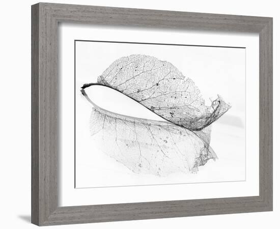 The Old Leaf-Katarina Holmström-Framed Photographic Print