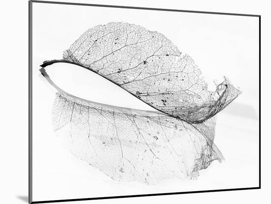 The Old Leaf-Katarina Holmström-Mounted Photographic Print