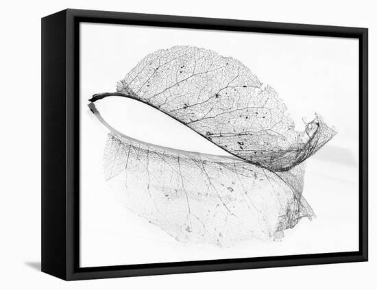 The Old Leaf-Katarina Holmström-Framed Premier Image Canvas