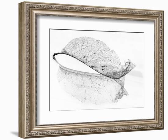 The Old Leaf-Katarina Holmström-Framed Photographic Print