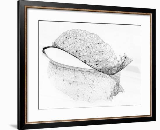 The Old Leaf-Katarina Holmström-Framed Premium Photographic Print