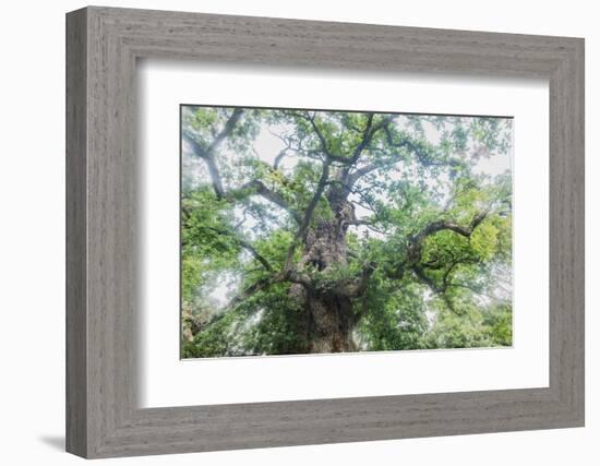 The Old Oak-Philippe Manguin-Framed Photographic Print