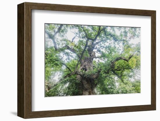 The Old Oak-Philippe Manguin-Framed Photographic Print