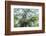 The Old Oak-Philippe Manguin-Framed Photographic Print