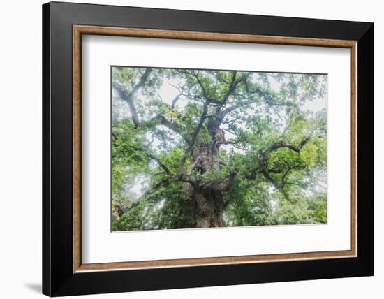 The Old Oak-Philippe Manguin-Framed Photographic Print