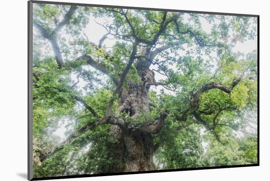 The Old Oak-Philippe Manguin-Mounted Photographic Print