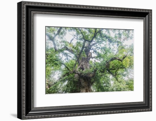 The Old Oak-Philippe Manguin-Framed Photographic Print