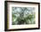 The Old Oak-Philippe Manguin-Framed Photographic Print