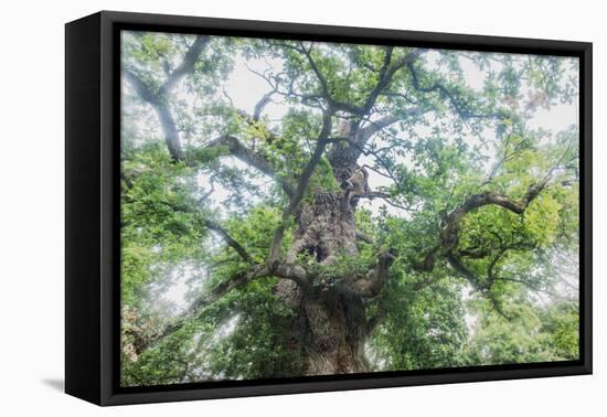 The Old Oak-Philippe Manguin-Framed Premier Image Canvas