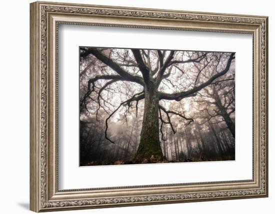 the old oak-Phillipe Manguin-Framed Photographic Print