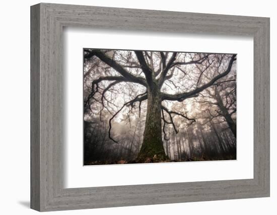 the old oak-Phillipe Manguin-Framed Photographic Print