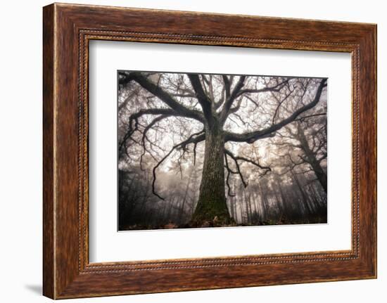 the old oak-Phillipe Manguin-Framed Photographic Print