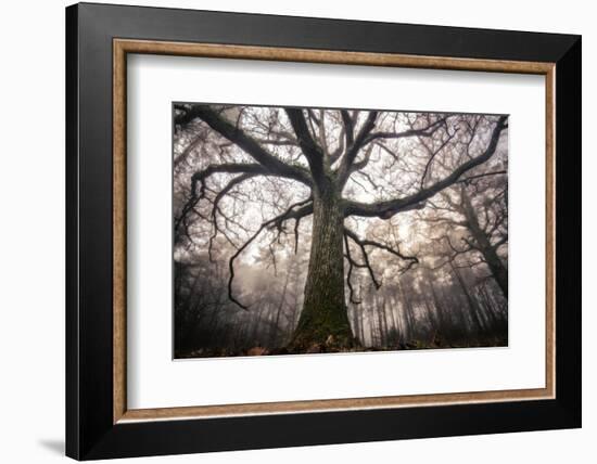 the old oak-Phillipe Manguin-Framed Photographic Print