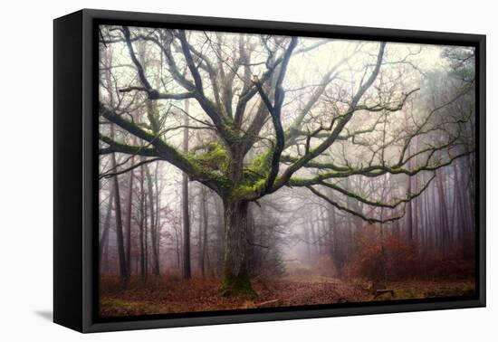 The old octopus oak tree-Phillipe Manguin-Framed Premier Image Canvas