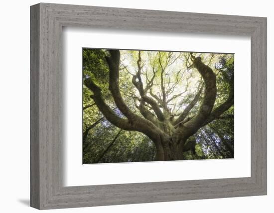 The old octopuss beech-Philippe Manguin-Framed Photographic Print