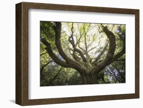 The old octopuss beech-Philippe Manguin-Framed Photographic Print