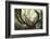 The old octopuss beech-Philippe Manguin-Framed Photographic Print