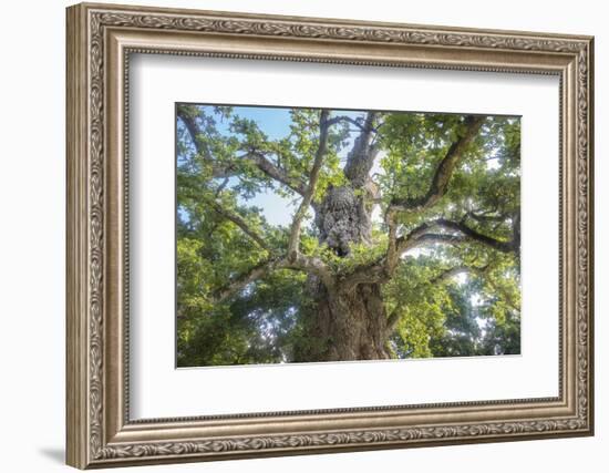 The Old Tree Oak-Philippe Manguin-Framed Photographic Print