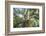The Old Tree Oak-Philippe Manguin-Framed Photographic Print