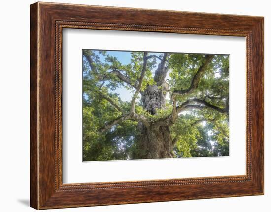 The Old Tree Oak-Philippe Manguin-Framed Photographic Print