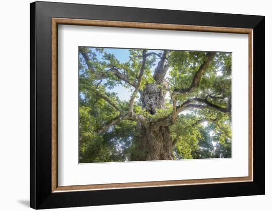 The Old Tree Oak-Philippe Manguin-Framed Photographic Print