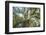 The Old Tree Oak-Philippe Manguin-Framed Photographic Print