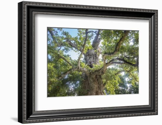 The Old Tree Oak-Philippe Manguin-Framed Photographic Print