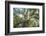 The Old Tree Oak-Philippe Manguin-Framed Photographic Print