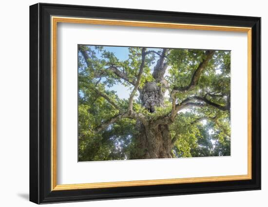 The Old Tree Oak-Philippe Manguin-Framed Photographic Print