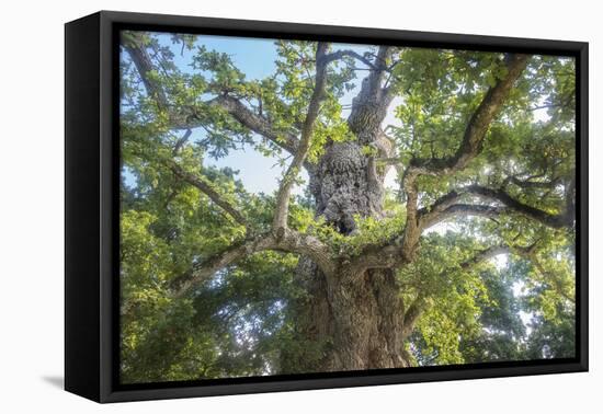 The Old Tree Oak-Philippe Manguin-Framed Premier Image Canvas