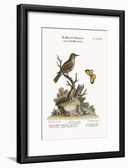 The Olive-Coloured Flycatcher and the Yellow Butterfly, 1749-73-George Edwards-Framed Giclee Print