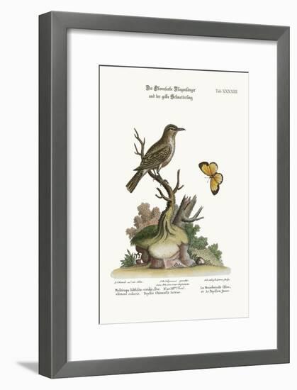 The Olive-Coloured Flycatcher and the Yellow Butterfly, 1749-73-George Edwards-Framed Giclee Print